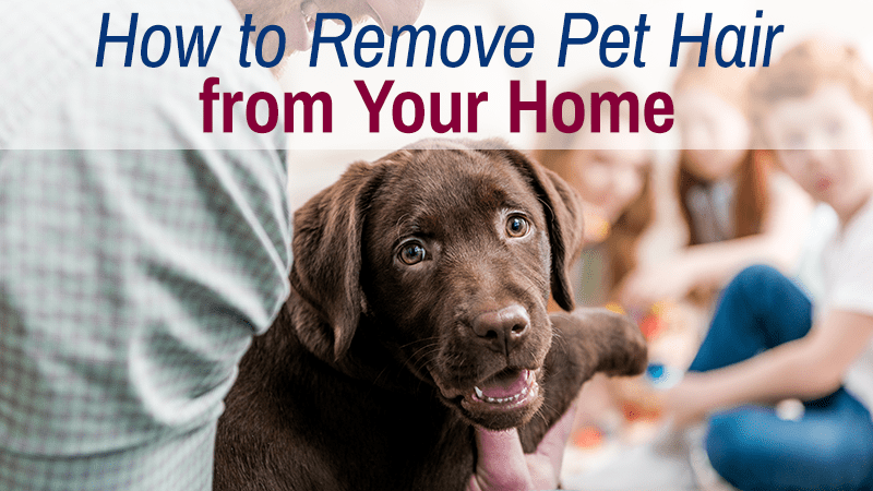 Pet Hair Removal Graphic