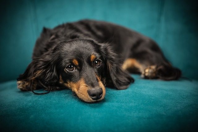 long haired dachshund