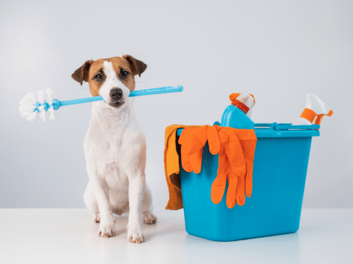 Pet on sale cleaning service