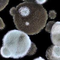 Bacteria on a microscopic level
