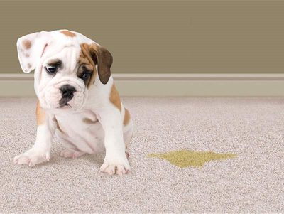 Stain and Pet Odor Removal Services Chet s Cleaning